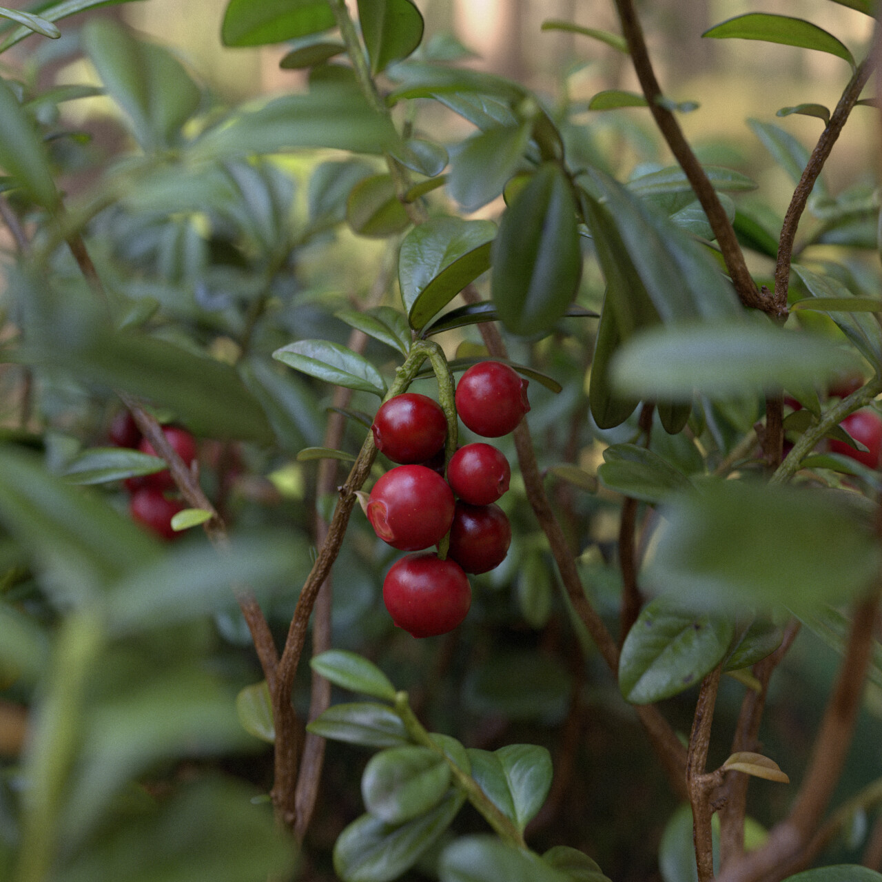 Lingonberry