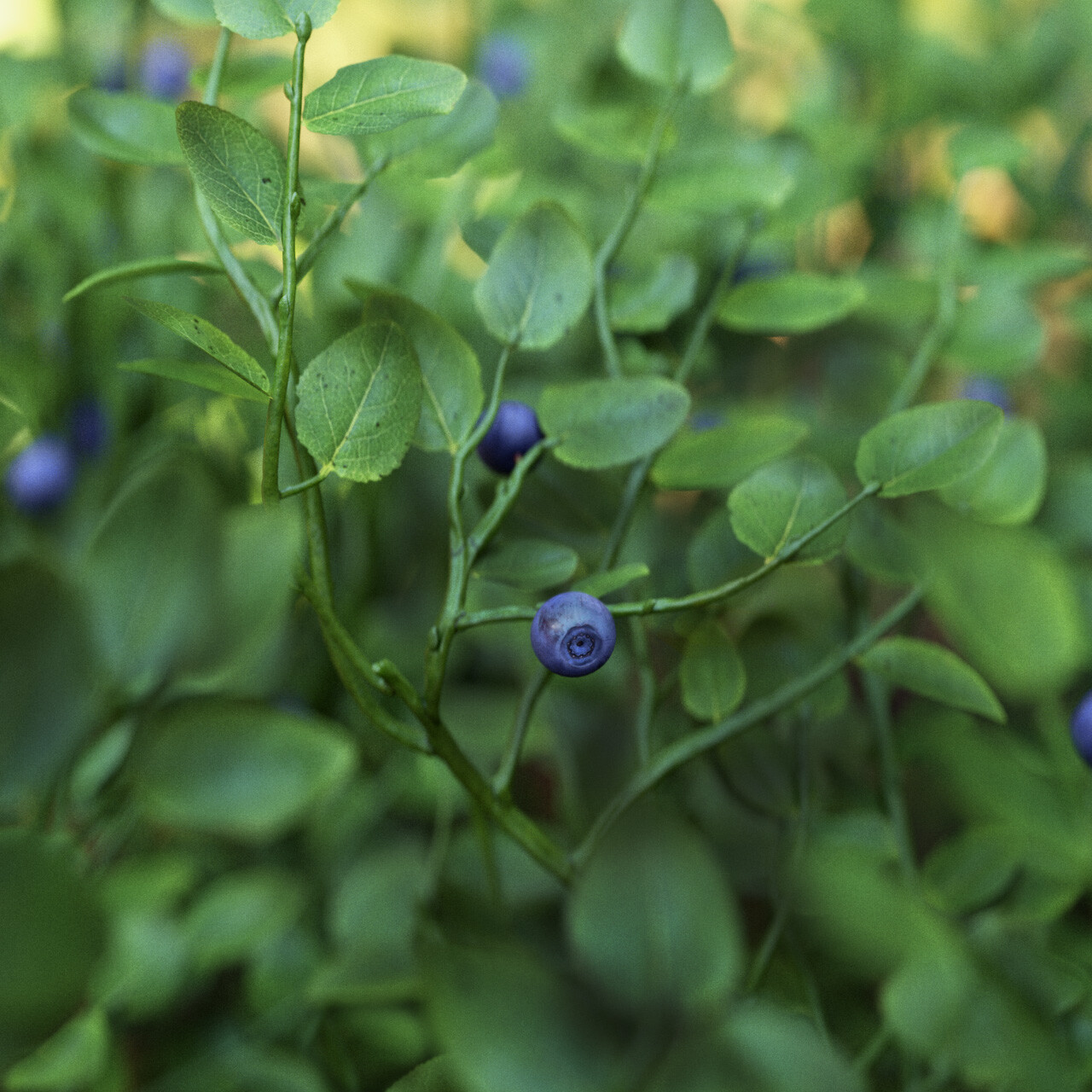 Bilberries