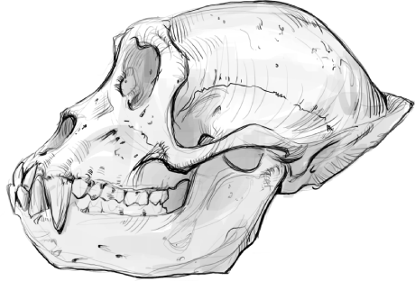 Skull